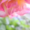 アンネのバラ優しい香り