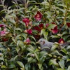 山茶花から「こんにちは！」
