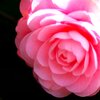 今年の姫君