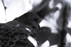 鳩の眼光