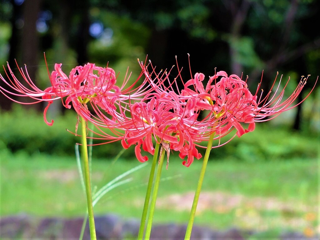 やわらか色の彼岸花