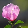 夏日の木槿