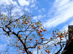 秋空とふるさとの柿の木