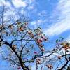 秋空とふるさとの柿の木