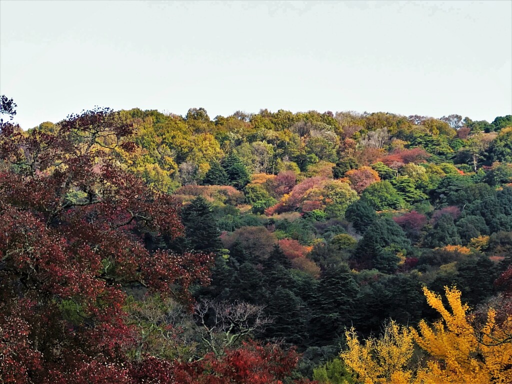 山も錦織