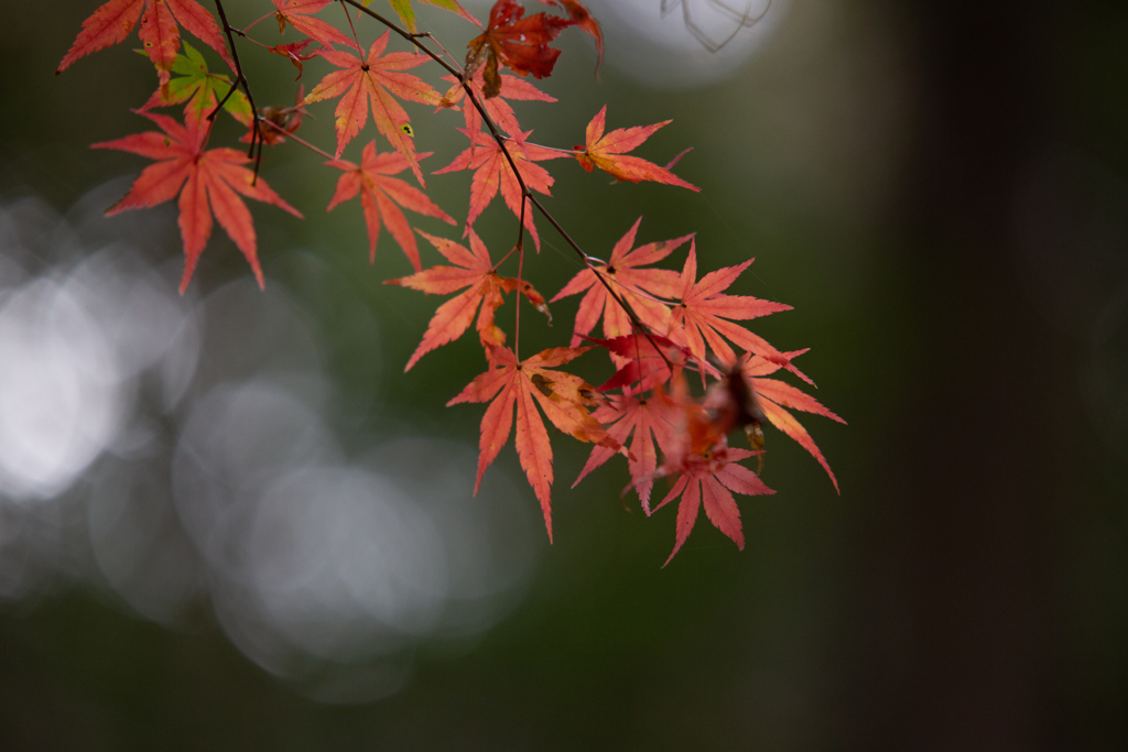 遅くなりましたが紅葉を撮ってきたのでアップします。３