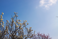 目がかゆくなってきたと思ったら、春がやってきていました。　その２　（５０D試写）