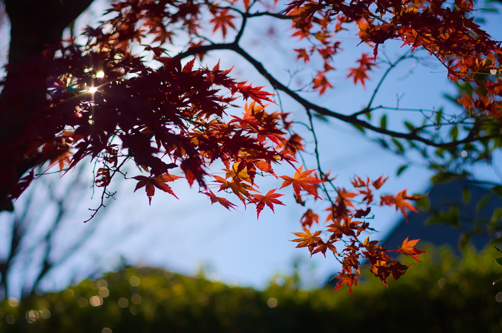 公園のもみじ