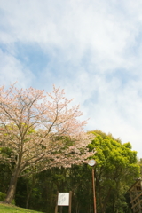 今年の桜はこれで見納めですねー