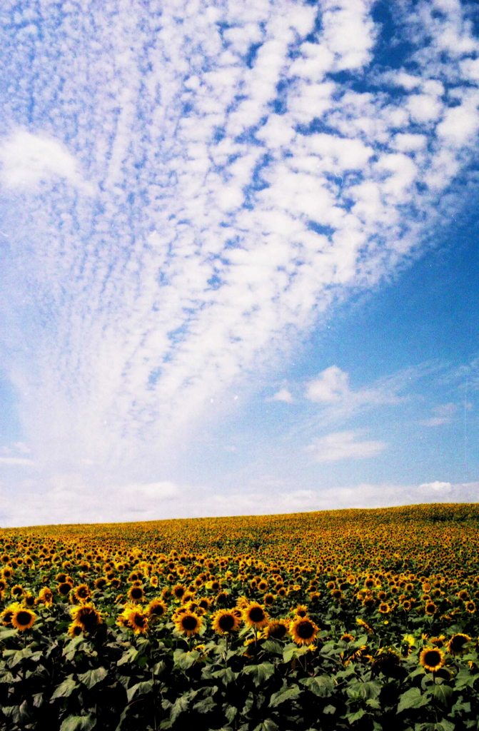 北の夏２　（流れる雲）