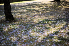美薗中央公園の桜林　５