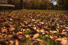 秋の公園　3
