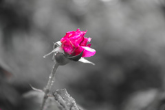 薔薇