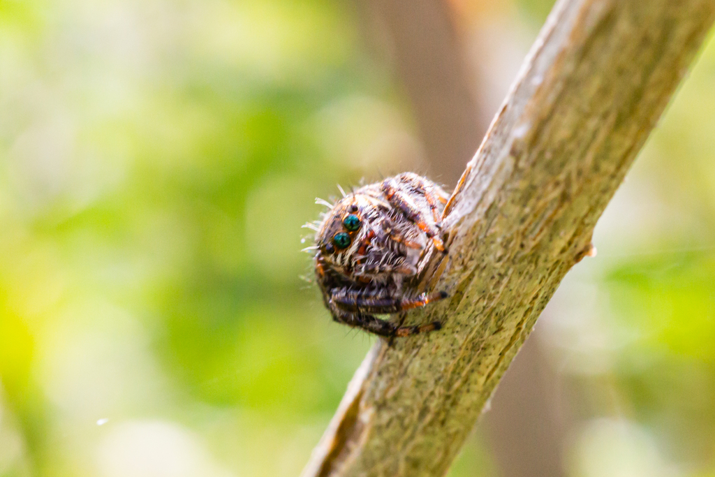Jumping spider　２