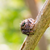 Jumping spider　２
