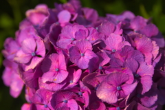 流行りに乗っかって、紫陽花を撮ってみました　６