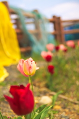 並んだ並んだ　チューリップの花が