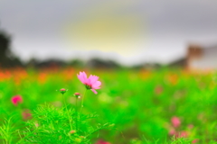 写真が上手く撮れなかったから加工しまくって誤魔化してみました　３