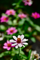 Nikkor35mm on Nikon D80　　その２