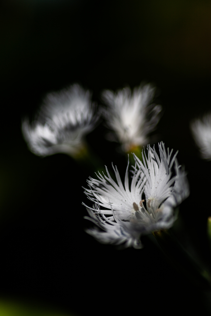 花　２