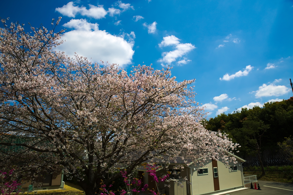 今年の桜もこれで打ち止め（予定）