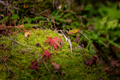 遅くなりましたが紅葉を撮ってきたのでアップします。４