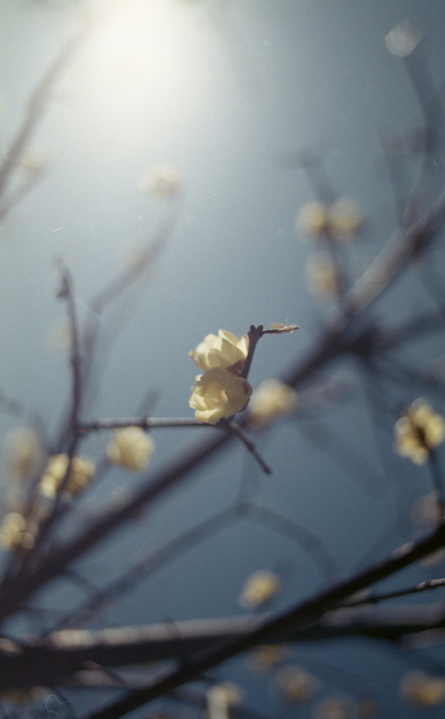 久々のフィルム