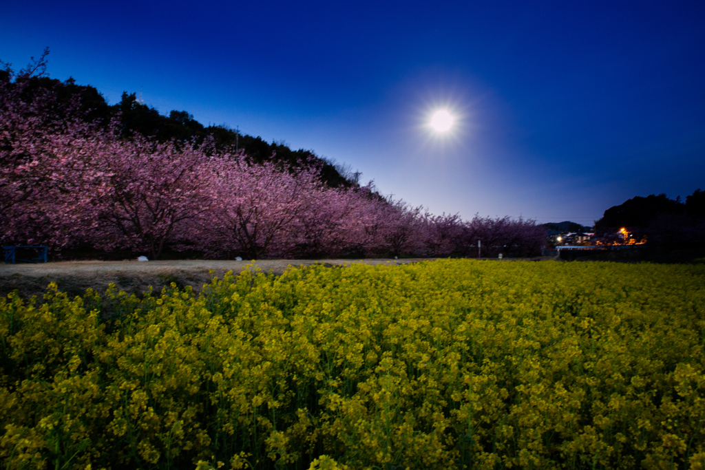 スノームーンと河津桜と菜の花