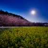 スノームーンと河津桜と菜の花