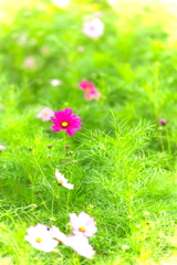 写真が上手く撮れなかったから加工しまくって誤魔化してみました　８