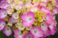梅雨の花　その２