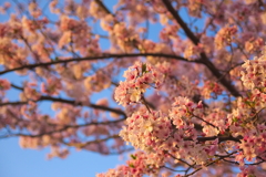予報が外れていい天気だったので、早起きしてリベンジしてみました　４