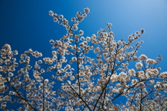 美薗中央公園の桜林　１