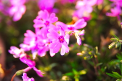 サクラの次は芝ザクラが満開です！