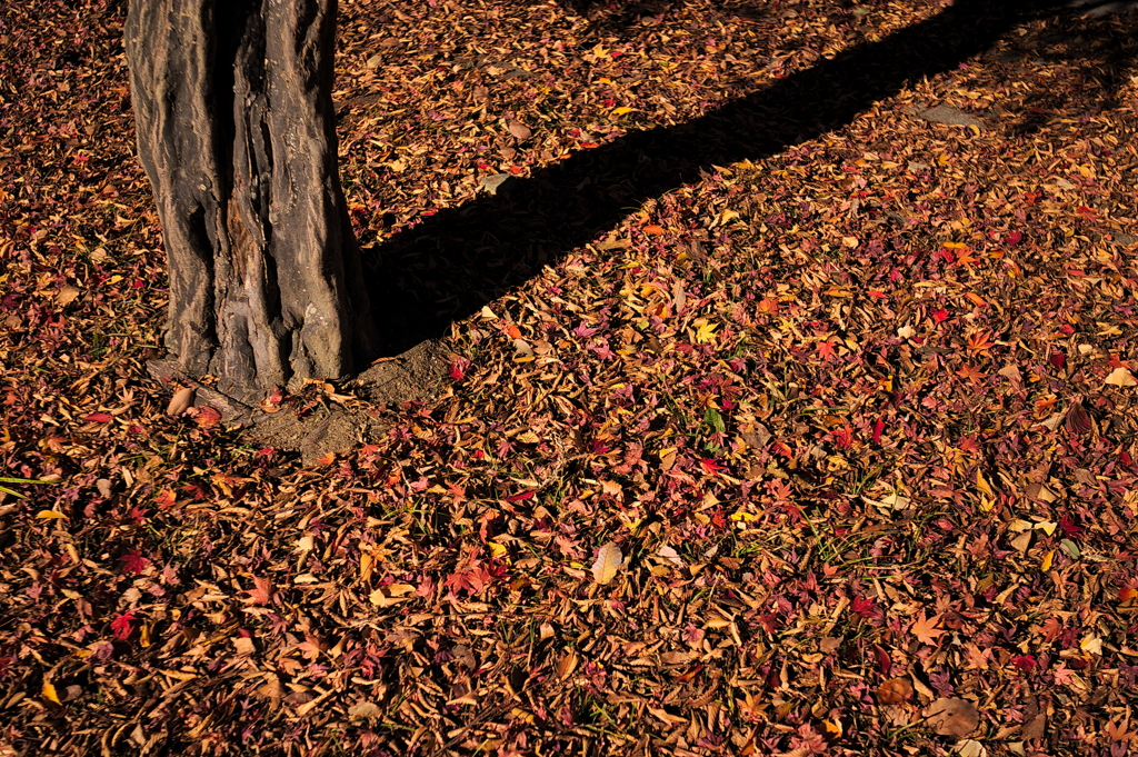 お散歩ショット　晩秋編　２