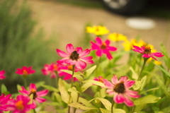 隣の花は赤い