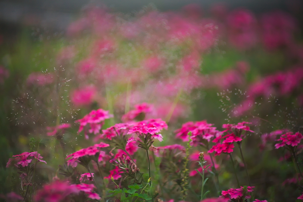 花畑
