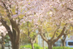 美薗中央公園の桜林　２