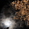 夜桜と月
