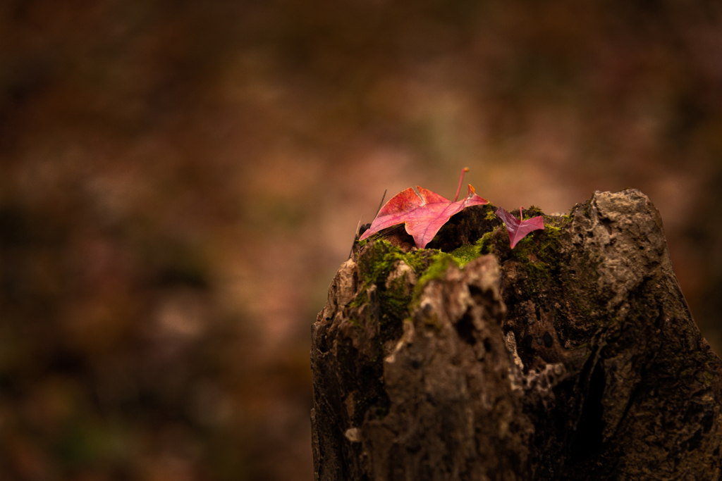 遅くなりましたが紅葉を撮ってきたのでアップします。　２