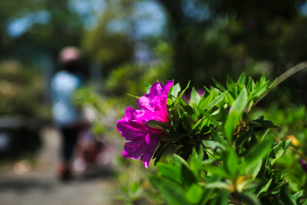 道端の花１０選 2