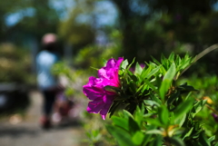 道端の花１０選 2