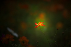 写真が上手く撮れなかったから加工しまくって誤魔化してみました　１