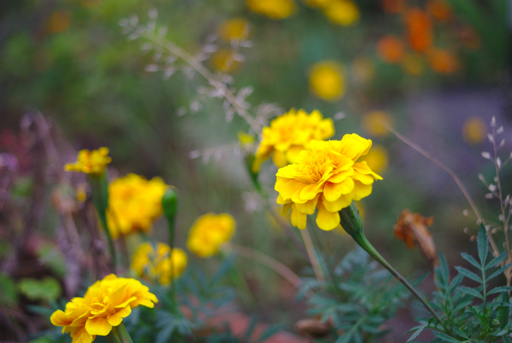 Nikkor35mm on Nikon D80　その６
