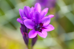 道端の花１０選 7