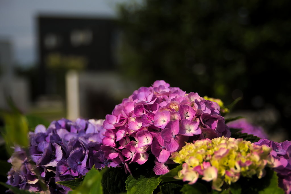 流行りに乗っかって、紫陽花を撮ってみました　５