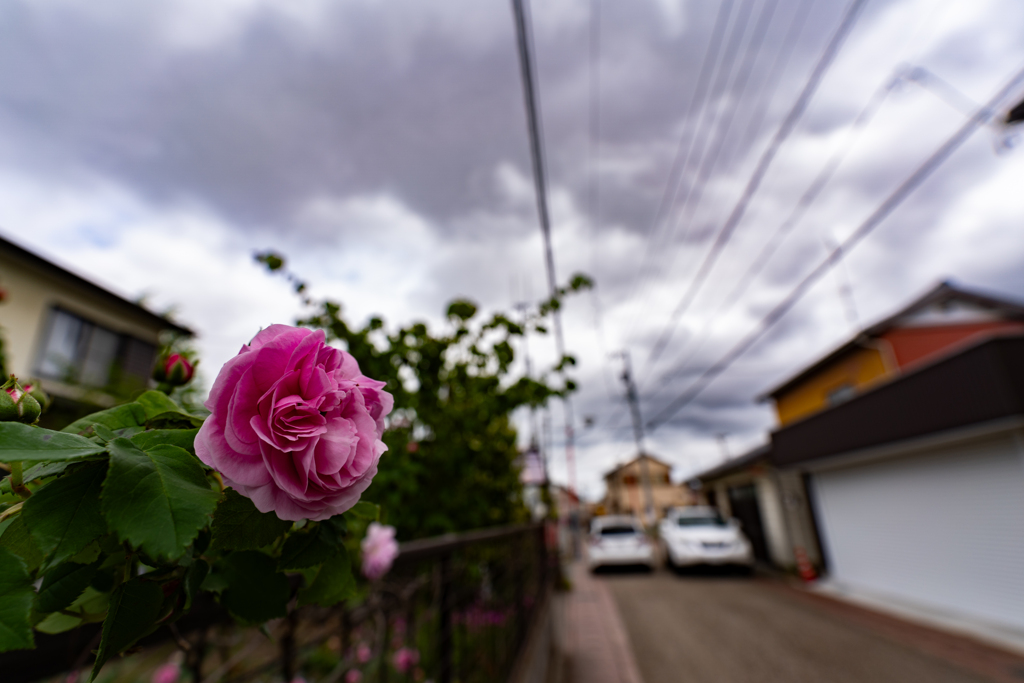 路地裏の花