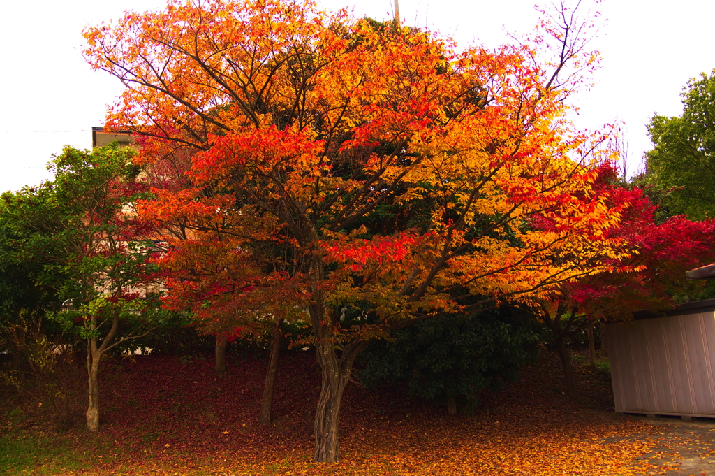 紅葉