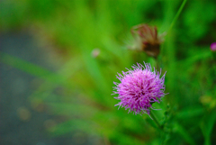 Nikkor35mm on Nikon D80　その４
