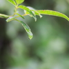 雫